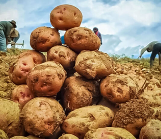 Midagri proyecta que el 20 % de la producción nacional de papa será procesada al 2030 Midagri proyecta que el 20 % de la producción nacional de papa será procesada al 2030