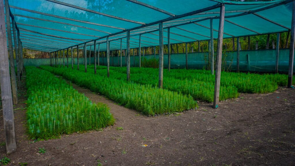 Huancabamba impulsa la producción de cerca de 300 mil plantones forestales para proyectos de reforestación