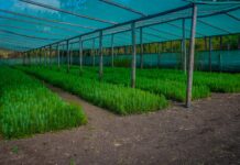 Piura: Huancabamba impulsa la producción de cerca de 300 mil plantones forestales para proyectos de reforestación Huancabamba impulsa la producción de cerca de 300 mil plantones forestales para proyectos de reforestación