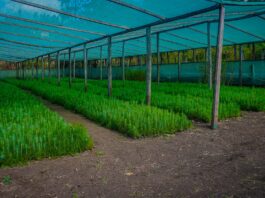 Piura: Huancabamba impulsa la producción de cerca de 300 mil plantones forestales para proyectos de reforestación Huancabamba impulsa la producción de cerca de 300 mil plantones forestales para proyectos de reforestación