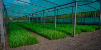 Piura: Huancabamba impulsa la producción de cerca de 300 mil plantones forestales para proyectos de reforestación Huancabamba impulsa la producción de cerca de 300 mil plantones forestales para proyectos de reforestación
