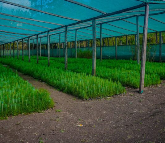 Piura: Huancabamba impulsa la producción de cerca de 300 mil plantones forestales para proyectos de reforestación Huancabamba impulsa la producción de cerca de 300 mil plantones forestales para proyectos de reforestación