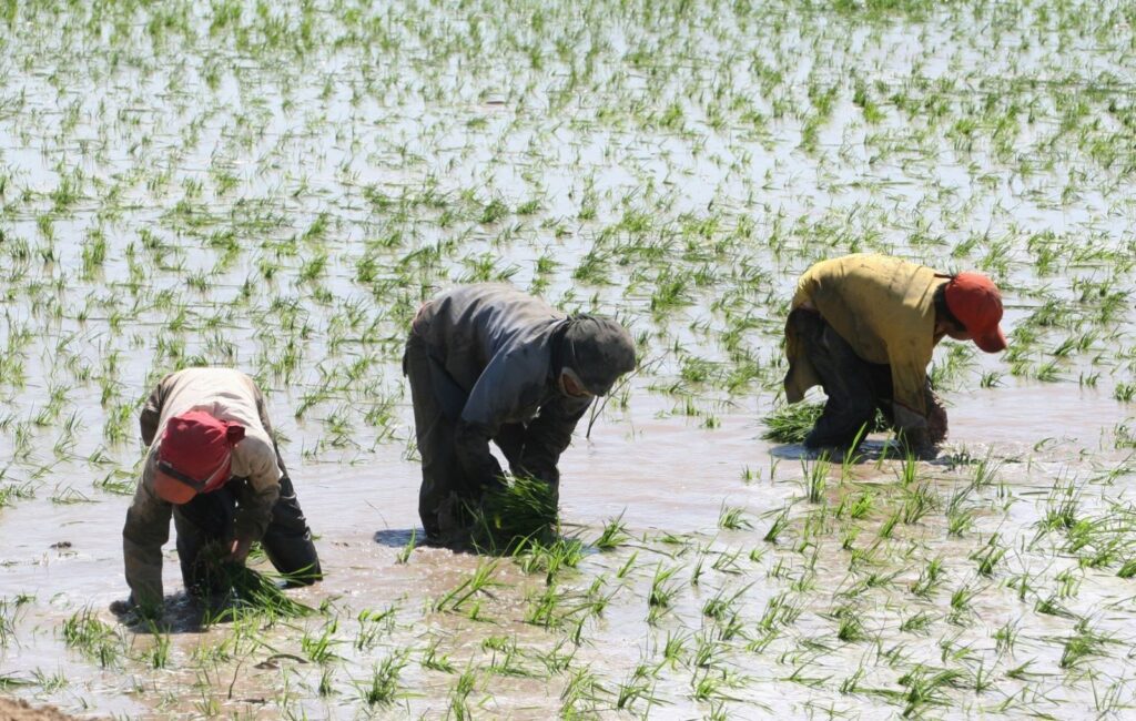 MIDAGRI comprará arroz a pequeños productores para enfrentar la sobreoferta del grano