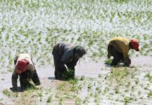 MIDAGRI comprará arroz a pequeños productores para enfrentar la sobreoferta del grano MIDAGRI comprará arroz a pequeños productores para enfrentar la sobreoferta del grano