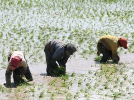 MIDAGRI comprará arroz a pequeños productores para enfrentar la sobreoferta del grano MIDAGRI comprará arroz a pequeños productores para enfrentar la sobreoferta del grano