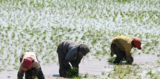 MIDAGRI comprará arroz a pequeños productores para enfrentar la sobreoferta del grano MIDAGRI comprará arroz a pequeños productores para enfrentar la sobreoferta del grano