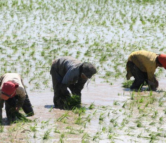 MIDAGRI comprará arroz a pequeños productores para enfrentar la sobreoferta del grano MIDAGRI comprará arroz a pequeños productores para enfrentar la sobreoferta del grano