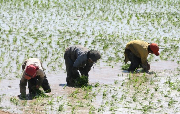 MIDAGRI comprará arroz a pequeños productores para enfrentar la sobreoferta del grano MIDAGRI comprará arroz a pequeños productores para enfrentar la sobreoferta del grano