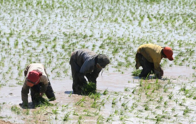 MIDAGRI comprará arroz a pequeños productores para enfrentar la sobreoferta del grano