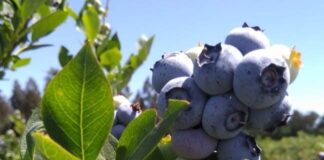 Perú consolida su liderazgo mundial en exportación de arándanos y proyecta una campaña récord en 2026 Perú consolida su liderazgo mundial en exportación de arándanos y proyecta una campaña récord en 2026