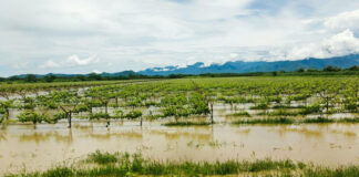 Fenómeno El Niño Costero: Piura intensifica medidas de prevención para proteger el agro Fenómeno El Niño Costero: Piura intensifica medidas de prevención para proteger el agro