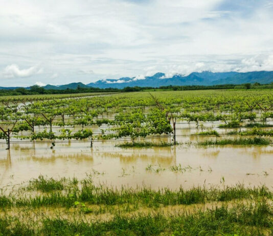 Fenómeno El Niño Costero: Piura intensifica medidas de prevención para proteger el agro Fenómeno El Niño Costero: Piura intensifica medidas de prevención para proteger el agro