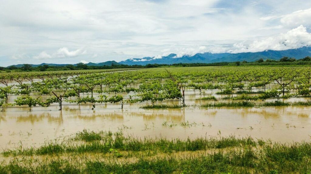 Fenómeno El Niño Costero afectará la pesca y la agricultura, advierte especialista Fenómeno de El Niño Costero afectará la pesca y la agricultura, advierte especialista