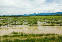 Fenómeno de El Niño Costero afectará la pesca y la agricultura, advierte especialista Fenómeno de El Niño Costero afectará la pesca y la agricultura, advierte especialista