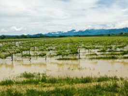 Fenómeno de El Niño Costero afectará la pesca y la agricultura, advierte especialista Fenómeno de El Niño Costero afectará la pesca y la agricultura, advierte especialista