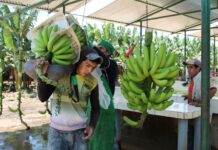 Del valle del Chira al mundo: Piura consolida su liderazgo en exportación de plátano Del valle del Chira al mundo: Piura consolida su liderazgo en exportación de plátano