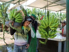Del valle del Chira al mundo: Piura consolida su liderazgo en exportación de plátano Del valle del Chira al mundo: Piura consolida su liderazgo en exportación de plátano