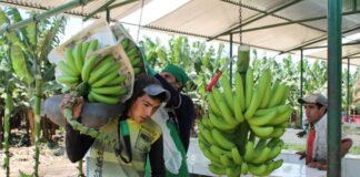 Del valle del Chira al mundo: Piura consolida su liderazgo en exportación de plátano Del valle del Chira al mundo: Piura consolida su liderazgo en exportación de plátano
