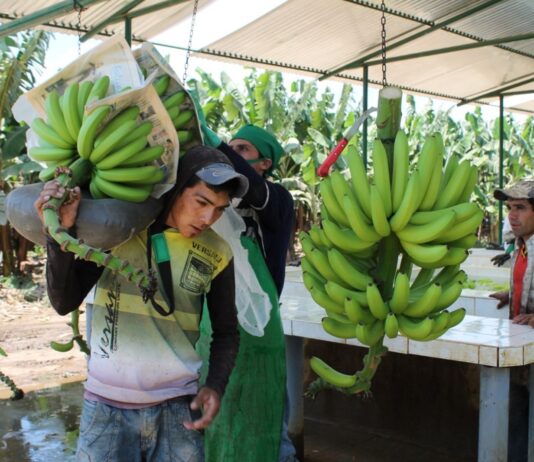 Del valle del Chira al mundo: Piura consolida su liderazgo en exportación de plátano Del valle del Chira al mundo: Piura consolida su liderazgo en exportación de plátano