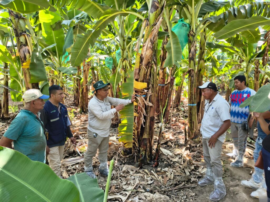 Productores de banano orgánico fortalecen manejo agronómico en pasantía técnica en el valle del Chira