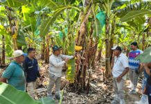 Productores de banano orgánico fortalecen manejo agronómico en pasantía técnica en el valle del Chira Productores de banano orgánico fortalecen manejo agronómico en pasantía técnica en el valle del Chira