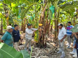 Productores de banano orgánico fortalecen manejo agronómico en pasantía técnica en el valle del Chira Productores de banano orgánico fortalecen manejo agronómico en pasantía técnica en el valle del Chira