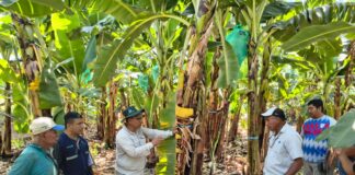 Productores de banano orgánico fortalecen manejo agronómico en pasantía técnica en el valle del Chira Productores de banano orgánico fortalecen manejo agronómico en pasantía técnica en el valle del Chira