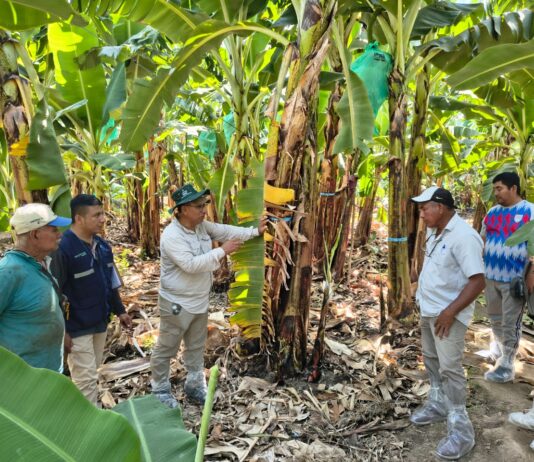 Productores de banano orgánico fortalecen manejo agronómico en pasantía técnica en el valle del Chira Productores de banano orgánico fortalecen manejo agronómico en pasantía técnica en el valle del Chira