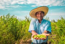 Día del Campesino: más de 2 millones de productores agrarios impulsan la seguridad alimentaria del Perú Día del Campesino: más de 2 millones de productores agrarios impulsan la seguridad alimentaria del Perú
