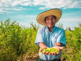 Día del Campesino: más de 2 millones de productores agrarios impulsan la seguridad alimentaria del Perú Día del Campesino: más de 2 millones de productores agrarios impulsan la seguridad alimentaria del Perú
