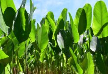 Bijao: la planta amazónica clave en la cocina y cultura de la selva peruana Bijao: la planta amazónica clave en la cocina y cultura de la selva peruana