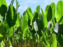 Bijao: la planta amazónica clave en la cocina y cultura de la selva peruana Bijao: la planta amazónica clave en la cocina y cultura de la selva peruana