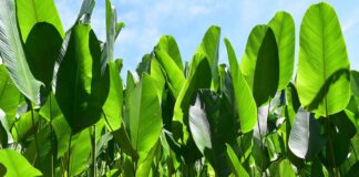 Bijao: la planta amazónica clave en la cocina y cultura de la selva peruana Bijao: la planta amazónica clave en la cocina y cultura de la selva peruana
