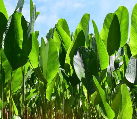 Bijao: la planta amazónica clave en la cocina y cultura de la selva peruana Bijao: la planta amazónica clave en la cocina y cultura de la selva peruana