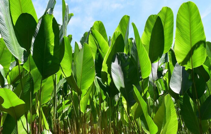 Bijao: la planta amazónica clave en la cocina y cultura de la selva peruana