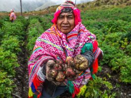 Día del Campesino en Perú destaca el rol clave de la agricultura en la seguridad alimentaria Día del Campesino en Perú destaca el rol clave de la agricultura en la seguridad alimentaria