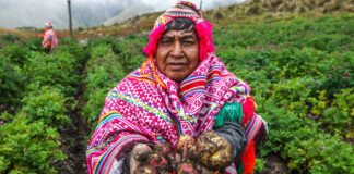 Día del Campesino en Perú destaca el rol clave de la agricultura en la seguridad alimentaria Día del Campesino en Perú destaca el rol clave de la agricultura en la seguridad alimentaria