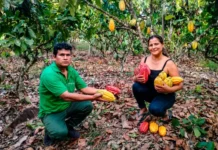 Productores de Vizcatán del Ene logran primeros puestos en concurso de cacao en Junín Productores de Vizcatán del Ene logran primeros puestos en concurso de cacao en Junín