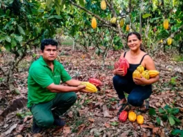 Productores de Vizcatán del Ene logran primeros puestos en concurso de cacao en Junín Productores de Vizcatán del Ene logran primeros puestos en concurso de cacao en Junín