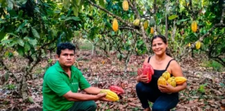 Productores de Vizcatán del Ene logran primeros puestos en concurso de cacao en Junín Productores de Vizcatán del Ene logran primeros puestos en concurso de cacao en Junín