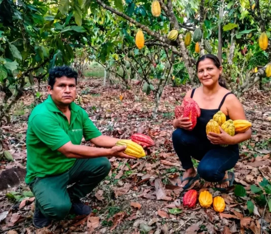 Productores de Vizcatán del Ene logran primeros puestos en concurso de cacao en Junín Productores de Vizcatán del Ene logran primeros puestos en concurso de cacao en Junín