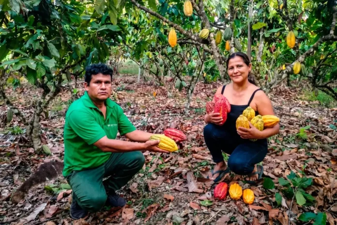 Productores de Vizcatán del Ene logran primeros puestos en concurso de cacao en Junín