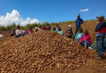 Producción de papa en Huancavelica creció hasta 135 % con proyecto de agricultura familiar Producción de papa en Huancavelica creció hasta 135 % con proyecto de agricultura familiar