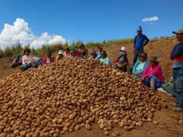 Producción de papa en Huancavelica creció hasta 135 % con proyecto de agricultura familiar Producción de papa en Huancavelica creció hasta 135 % con proyecto de agricultura familiar