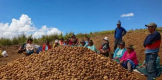 Producción de papa en Huancavelica creció hasta 135 % con proyecto de agricultura familiar Producción de papa en Huancavelica creció hasta 135 % con proyecto de agricultura familiar