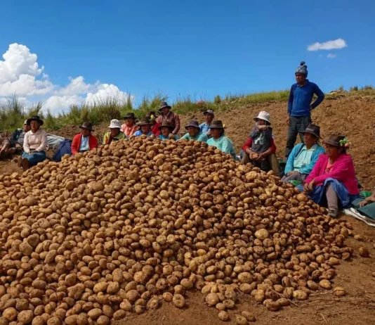 Producción de papa en Huancavelica creció hasta 135 % con proyecto de agricultura familiar Producción de papa en Huancavelica creció hasta 135 % con proyecto de agricultura familiar