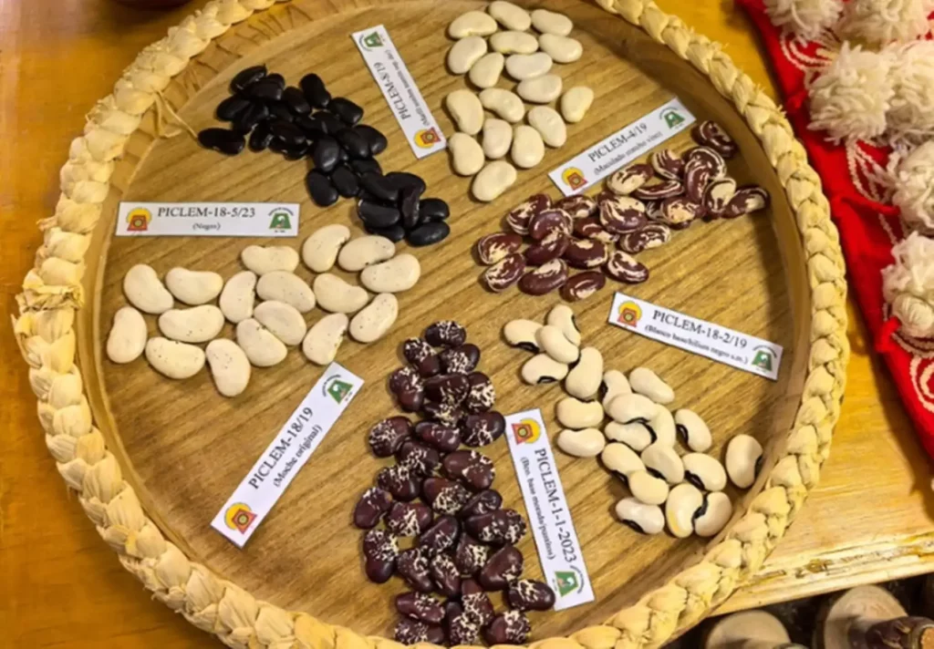 Estudio identifica siete especies de frijol en Perú con potencial para fortalecer la seguridad alimentaria