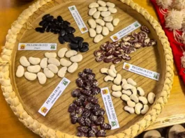 Estudio identifica siete especies de frijol en Perú con potencial para fortalecer la seguridad alimentaria Estudio identifica siete especies de frijol en Perú con potencial para fortalecer la seguridad alimentaria