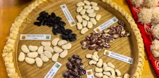 Estudio identifica siete especies de frijol en Perú con potencial para fortalecer la seguridad alimentaria Estudio identifica siete especies de frijol en Perú con potencial para fortalecer la seguridad alimentaria