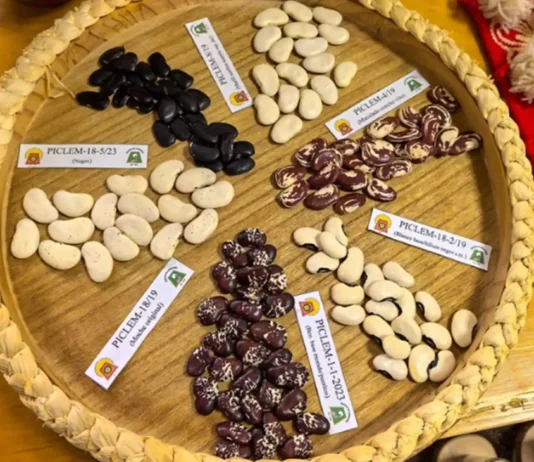 Estudio identifica siete especies de frijol en Perú con potencial para fortalecer la seguridad alimentaria Estudio identifica siete especies de frijol en Perú con potencial para fortalecer la seguridad alimentaria